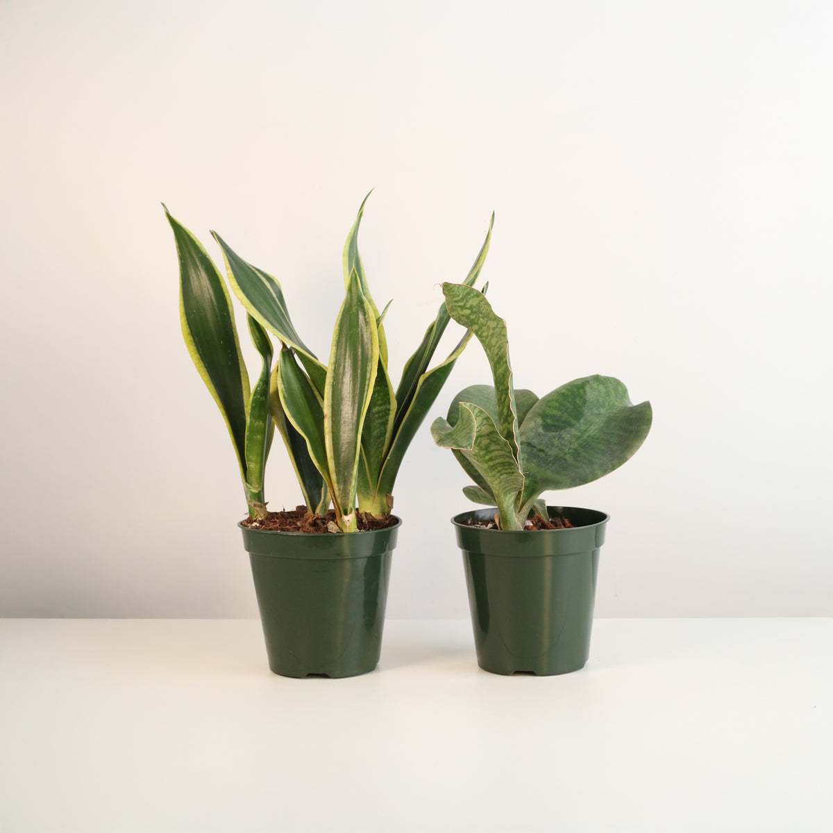 Snake Plants