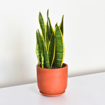 Sansevieria Variegated Yellow Edged Snake Plant