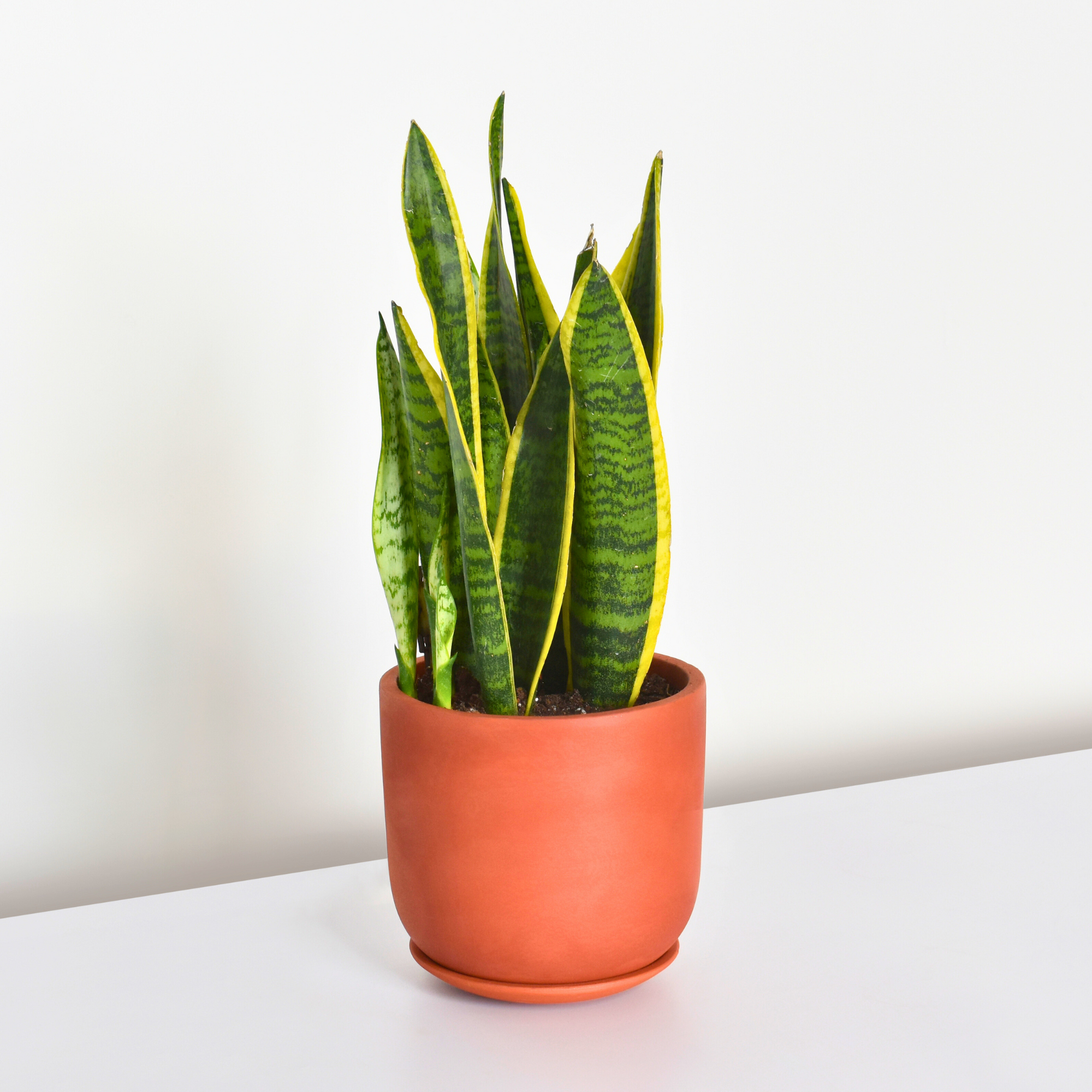 Variegated Yellow Edged Sansevieria Snake Plant