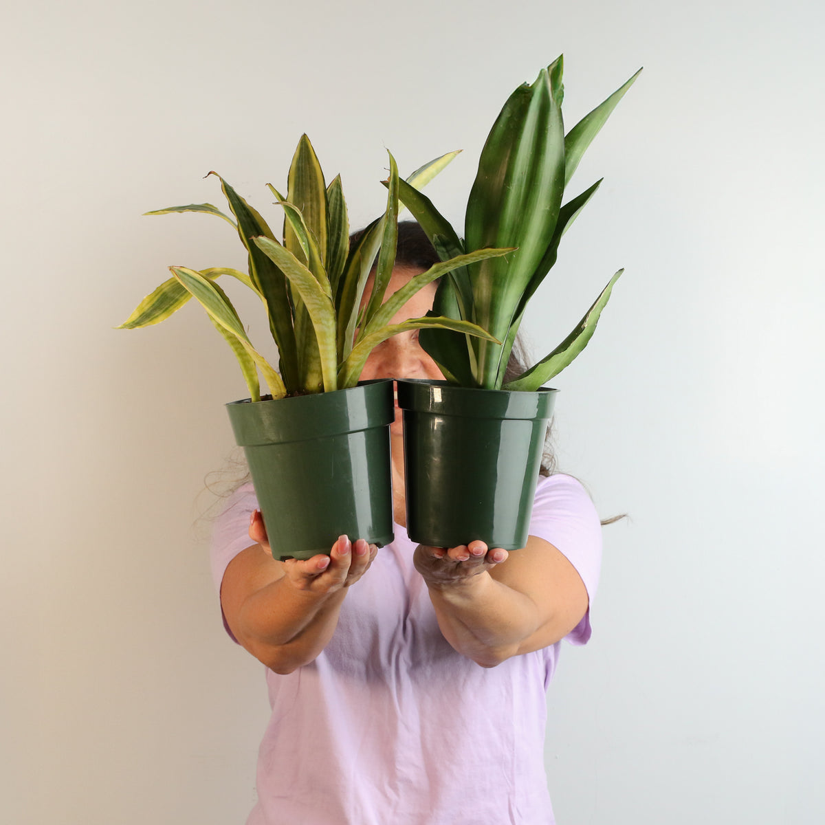 Snake Plants