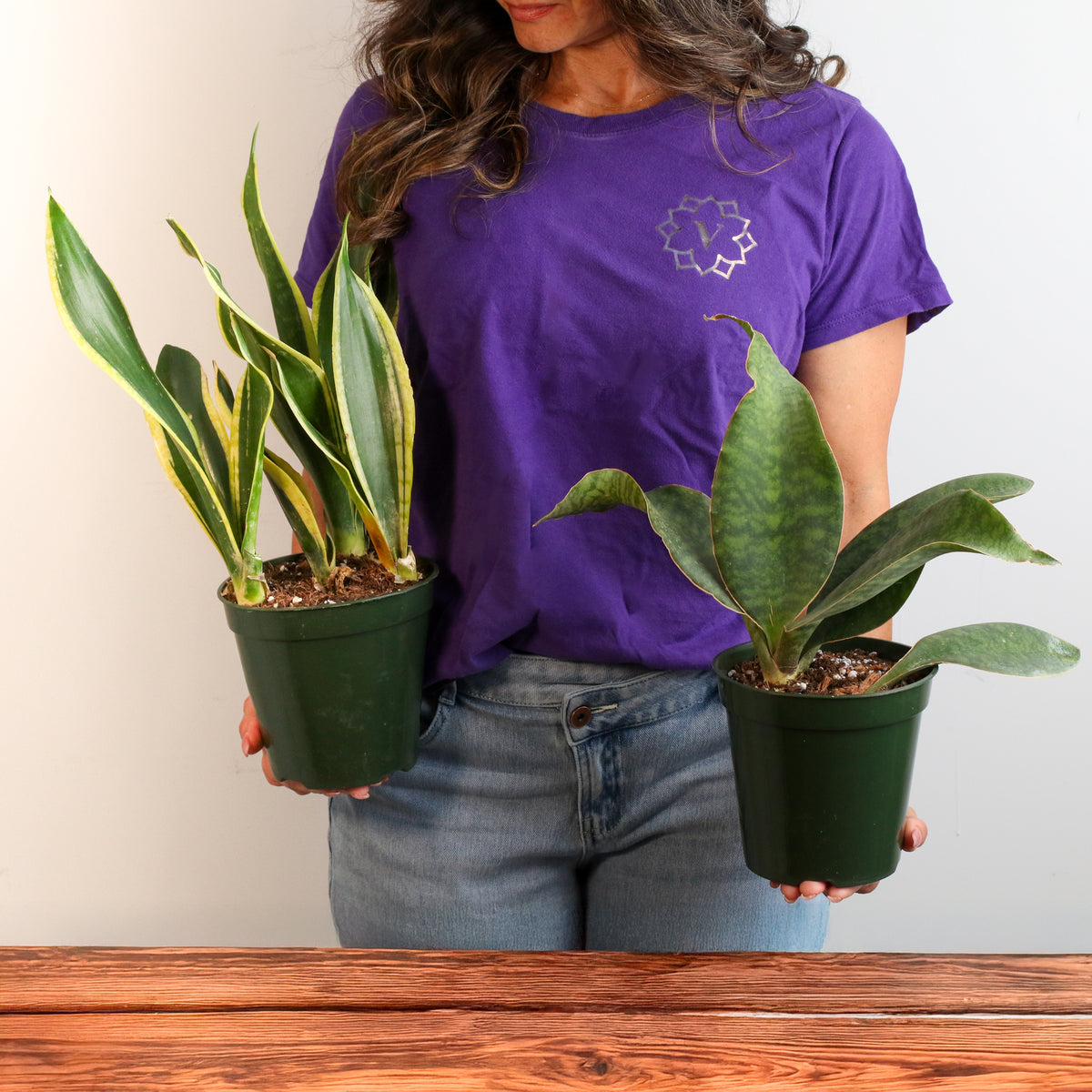 Snake Plants