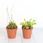 'Snap and Sizzle' Carnivorous Plant Bundle
