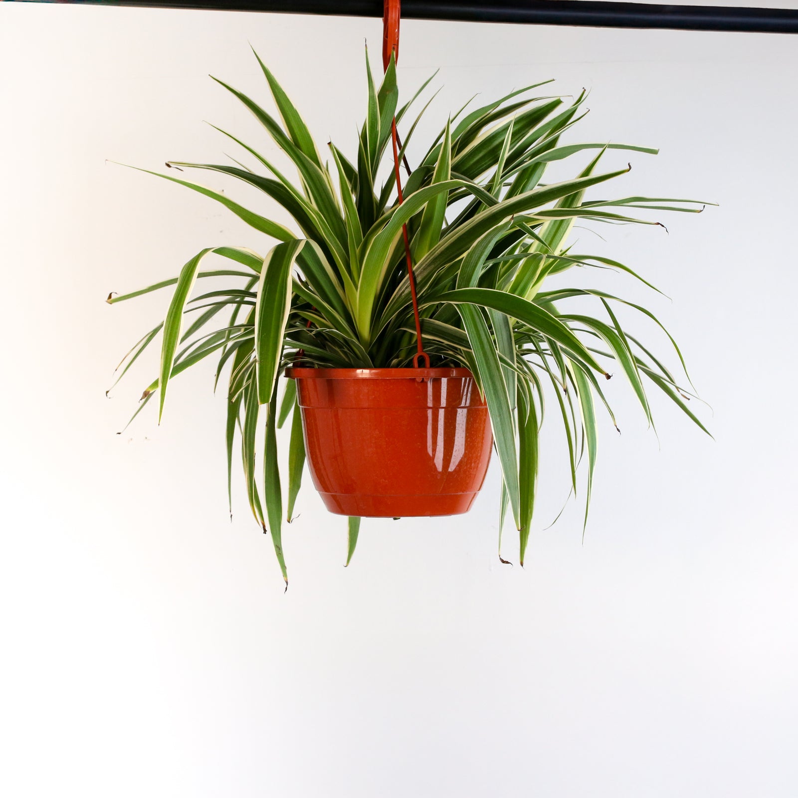 Spider Hardy Plant Chlorophytum Comosum Variegated Houseplant Verdant Lyfe