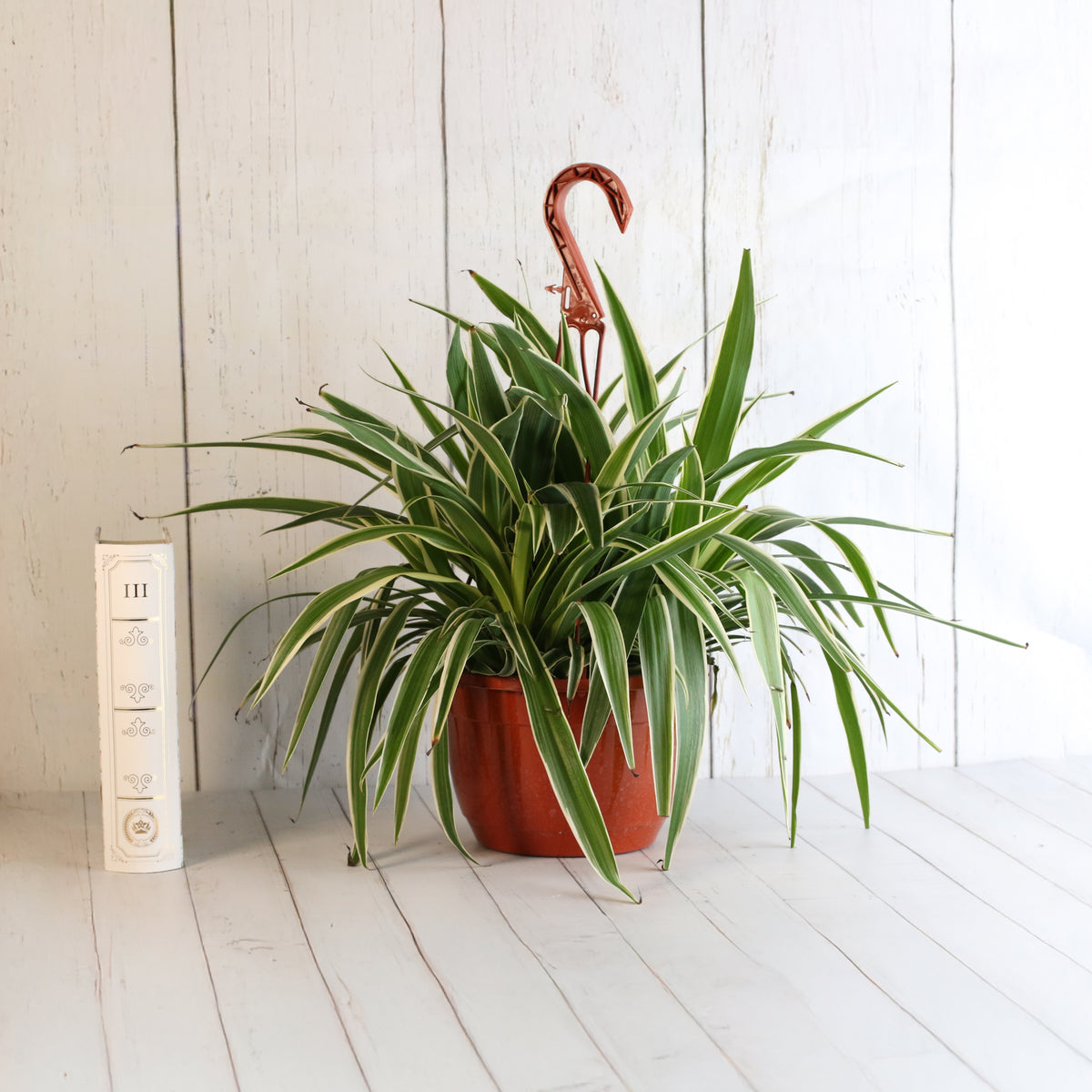Spider Hardy Plant
