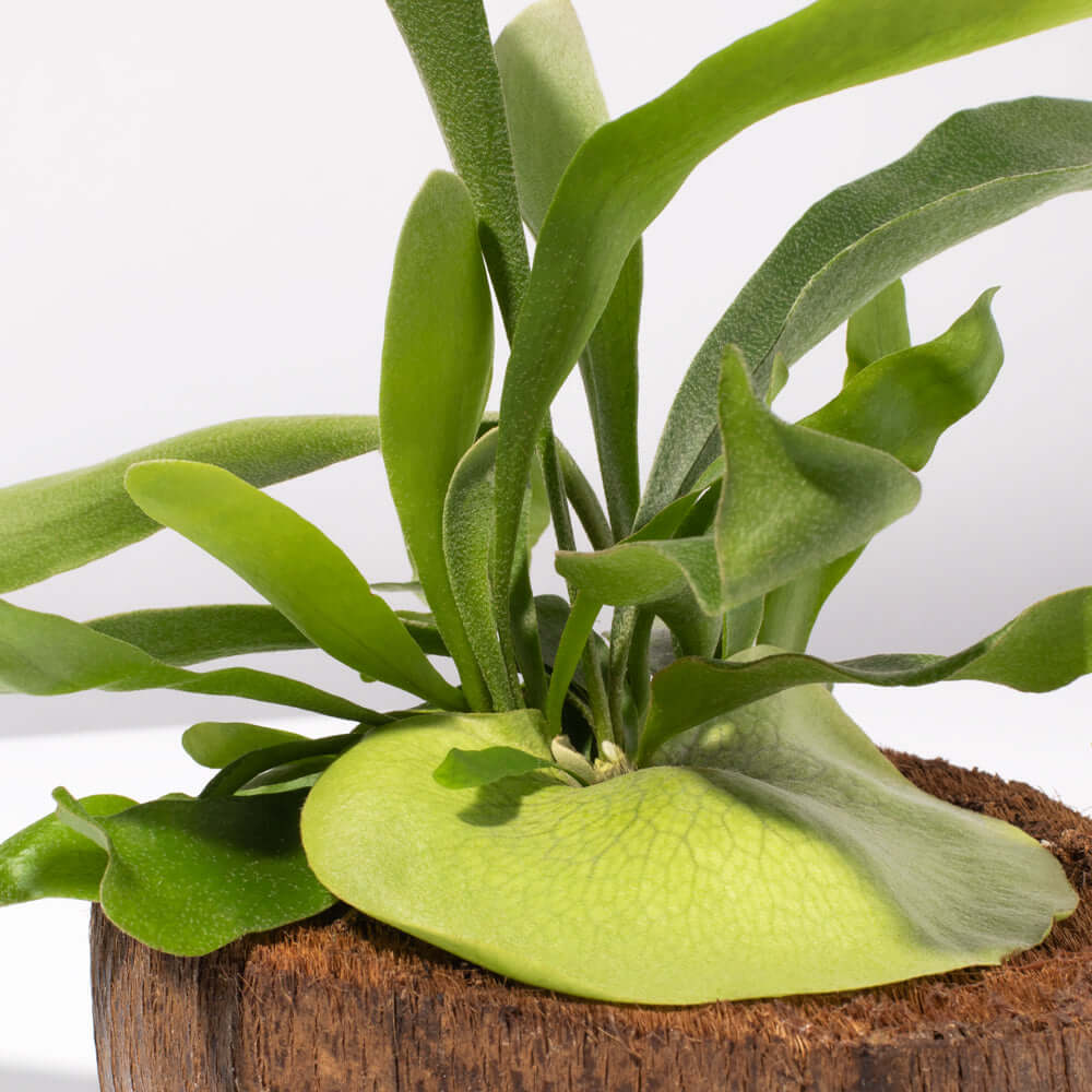Staghorn fern in coconut planter