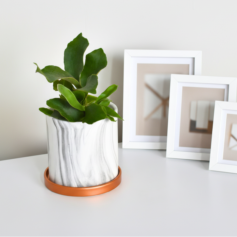 Staghorn Fern – Platycerium bifurcatum 'Elkhorn’