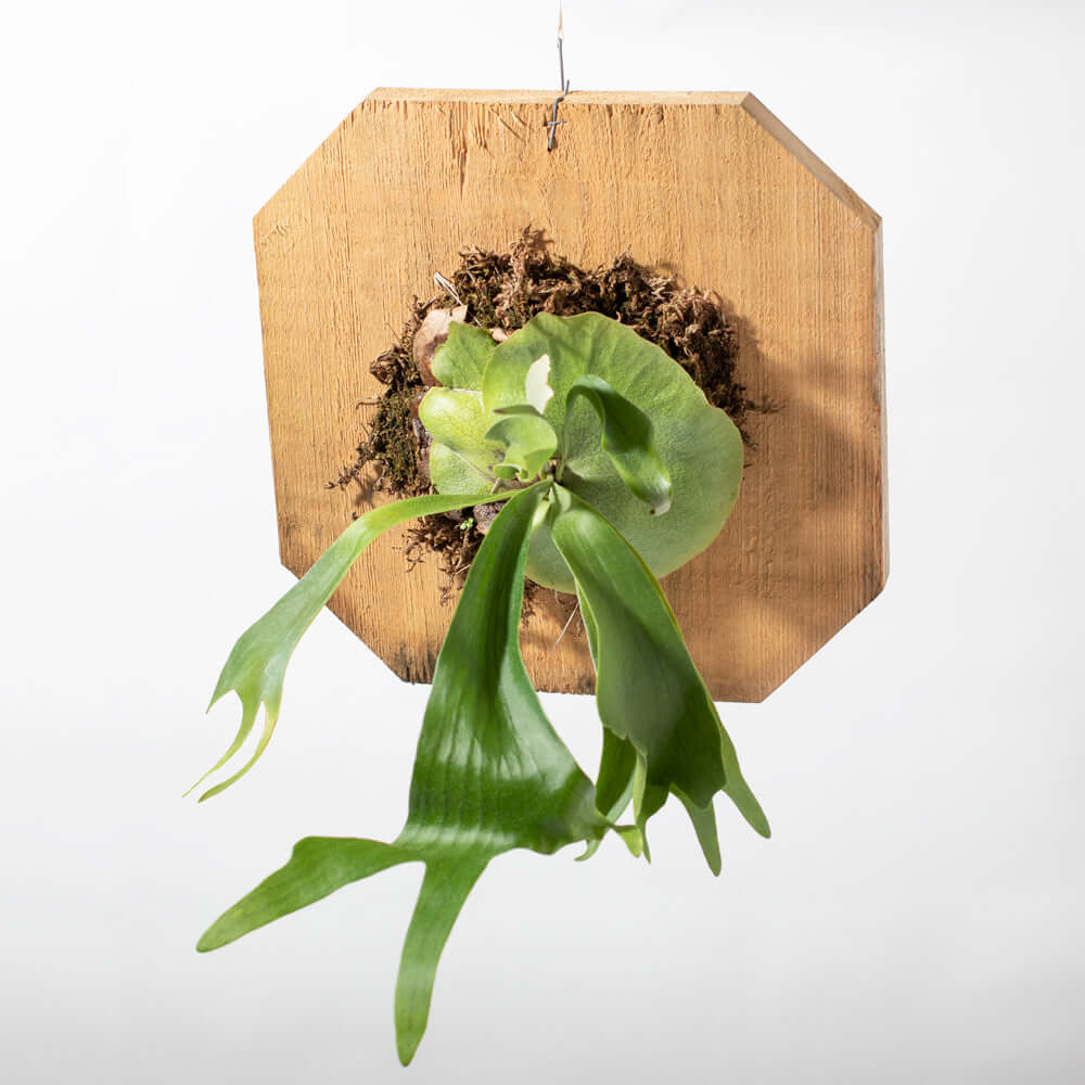 Mounted Staghorn Fern Platycerium bifurcatum on Cypress Wood (Elkhorn) Verdant Lyfe