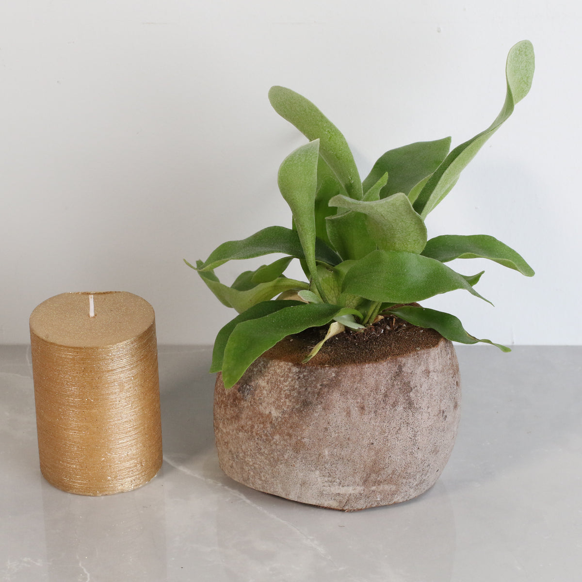 Staghorn Fern