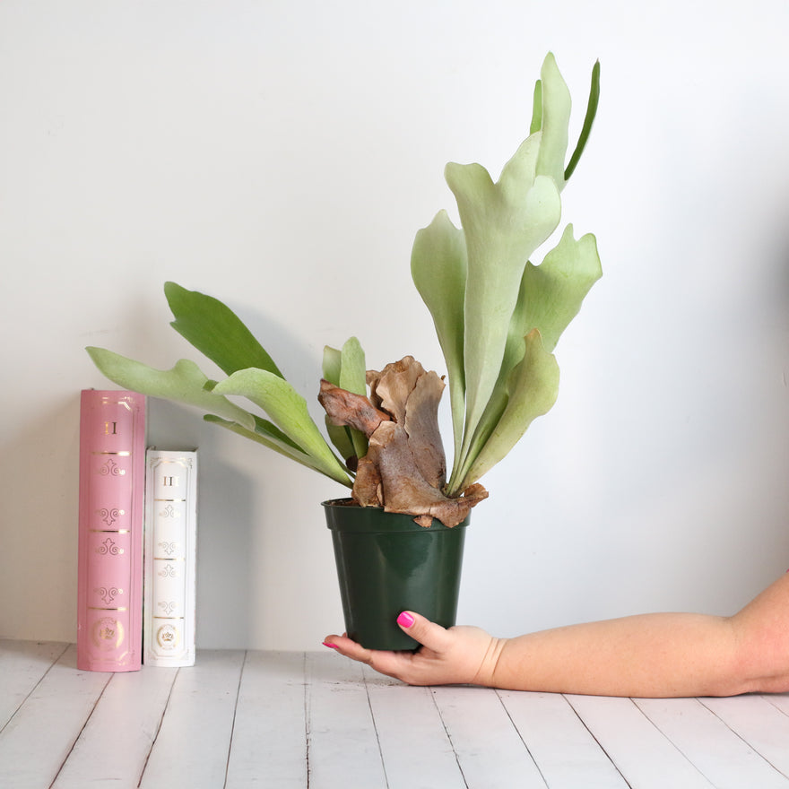 Staghorn Fern – Platycerium bifurcatum 'Elkhorn’