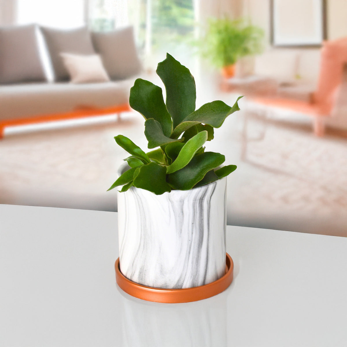 Staghorn Fern 5.5" Ceramic Athena Planter