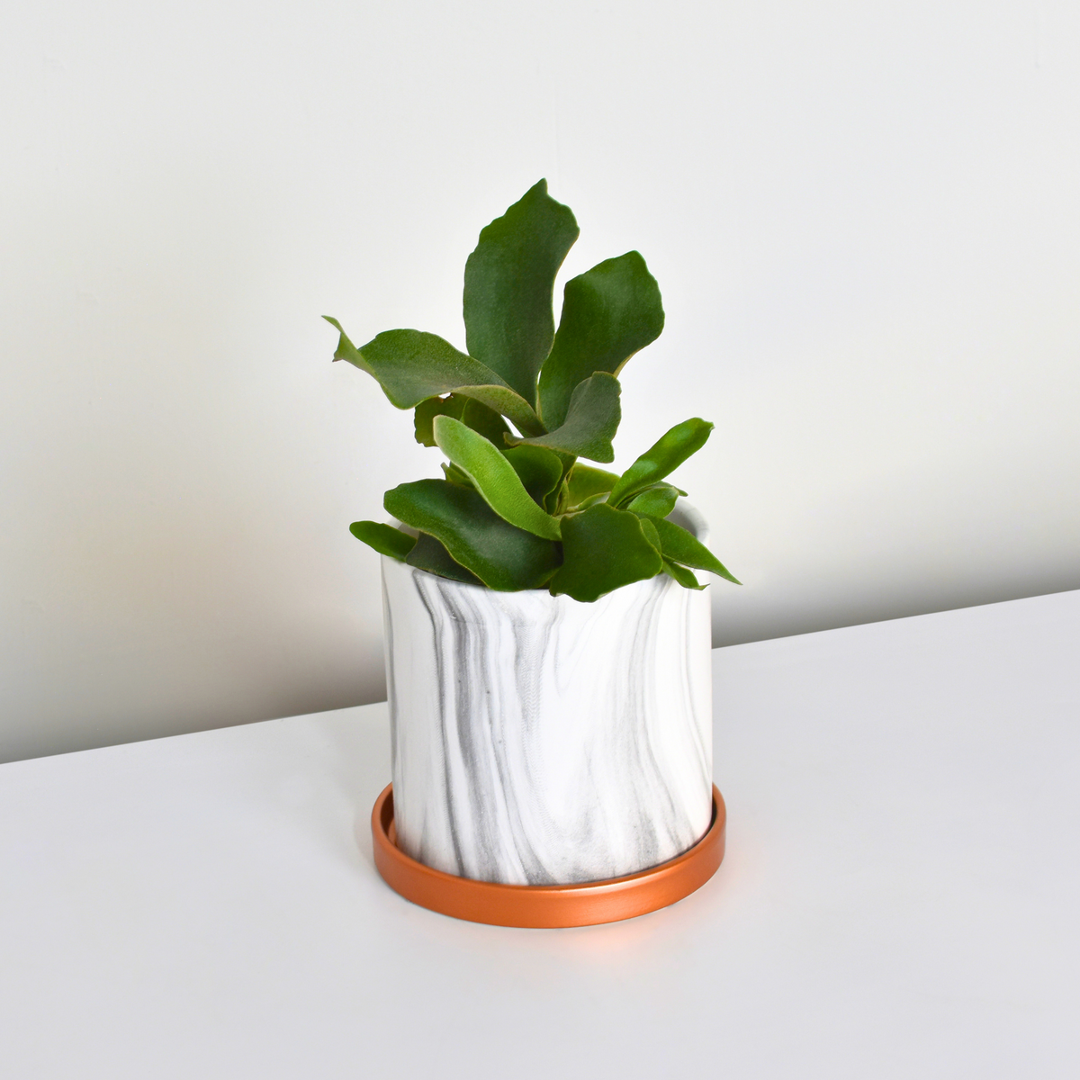 Staghorn Fern – Platycerium bifurcatum &#39;Elkhorn’