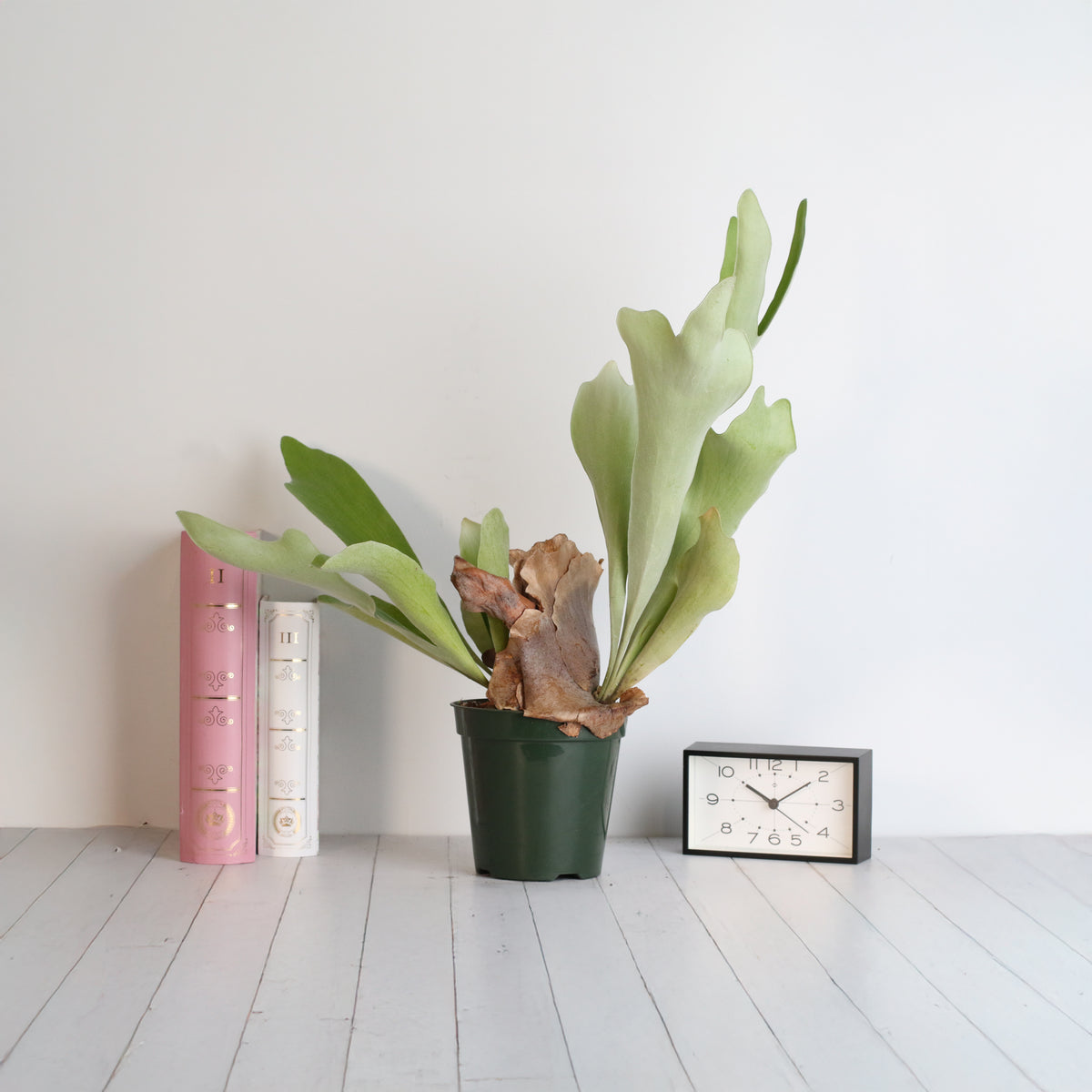 Staghorn Fern – Platycerium bifurcatum &#39;Elkhorn’