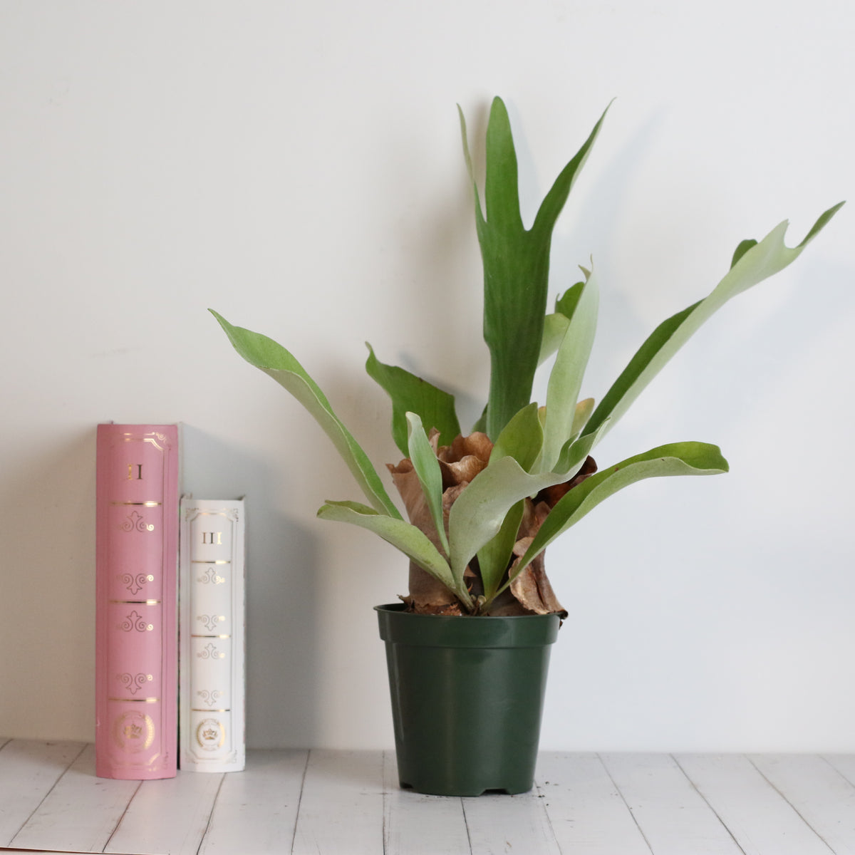 Staghorn Fern – Platycerium bifurcatum &#39;Elkhorn’