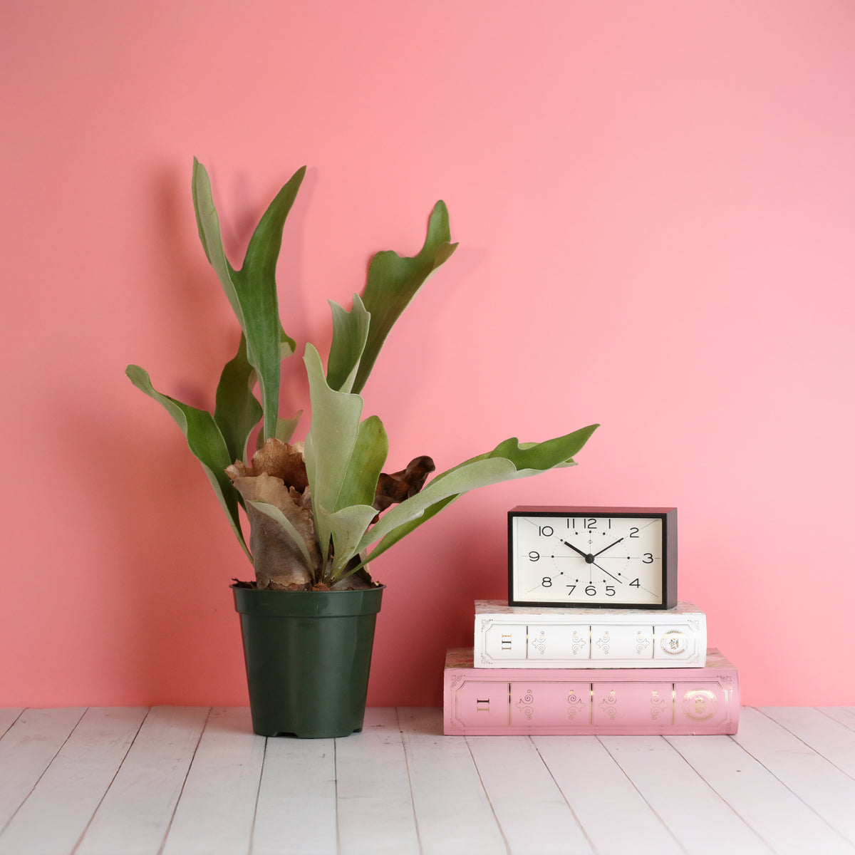 Staghorn Fern – Platycerium bifurcatum &#39;Elkhorn’