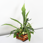 Staghorn Fern Platycerium bifurcatum (Elkhorn)