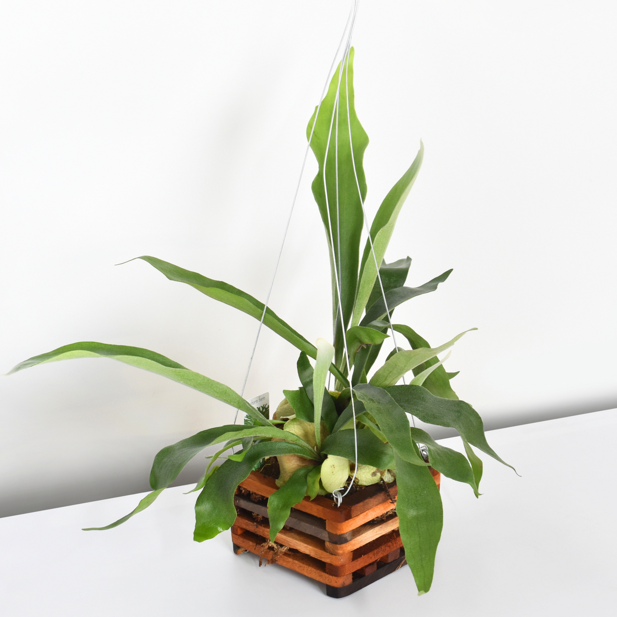 Staghorn Fern – Platycerium bifurcatum &#39;Elkhorn’