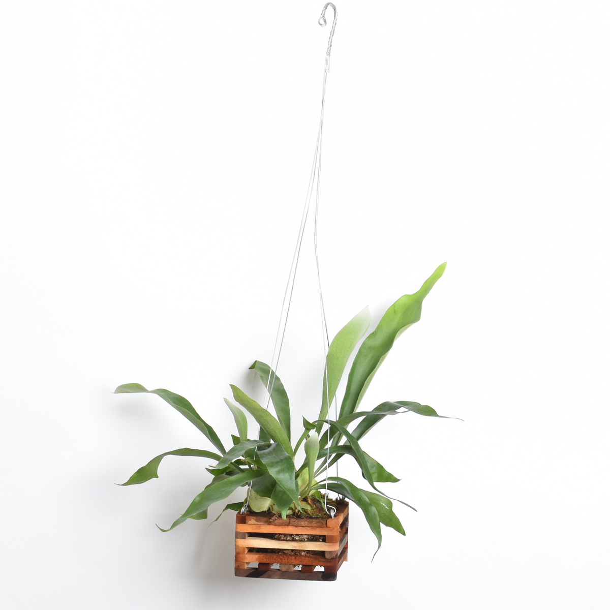Staghorn Fern – Platycerium bifurcatum &#39;Elkhorn’