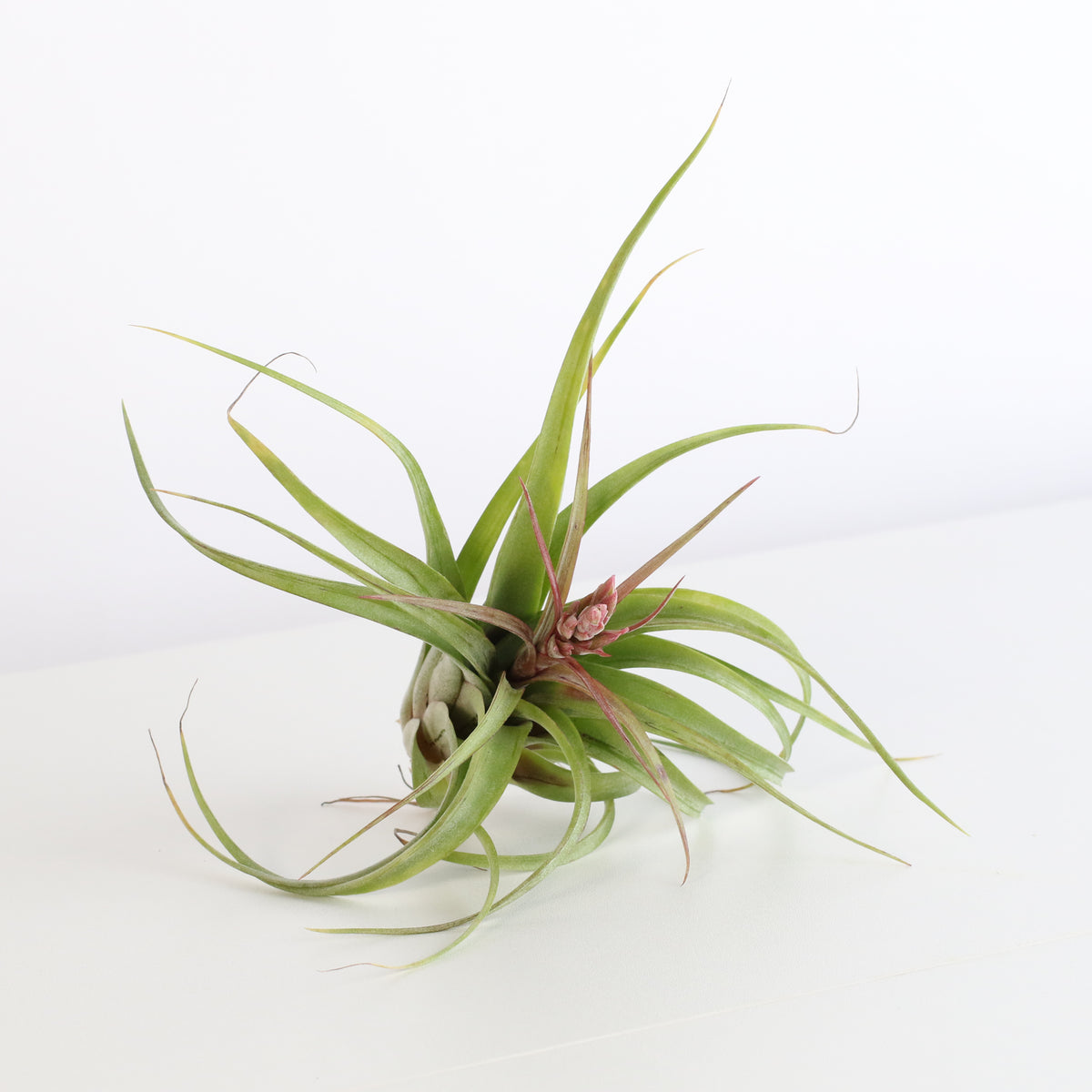 Air plant Tillandsia Streptophylla