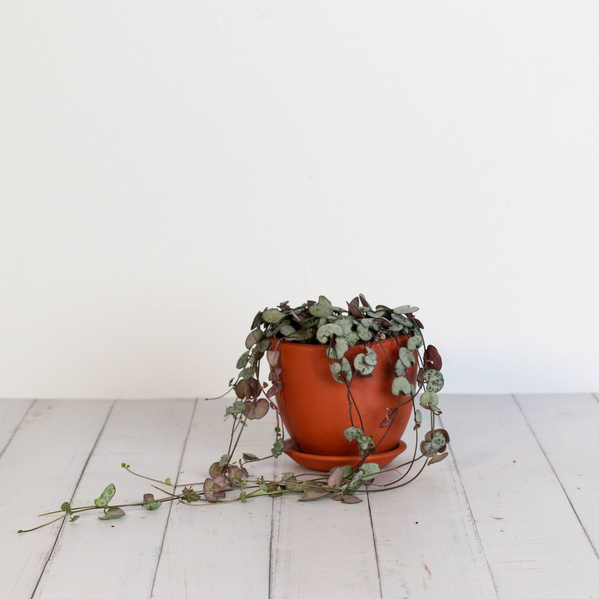 String of Hearts Trailing Plant Succulent