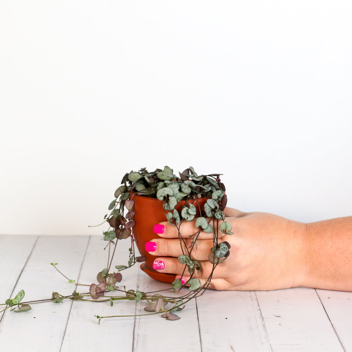 String of Hearts Trailing Plant Succulent