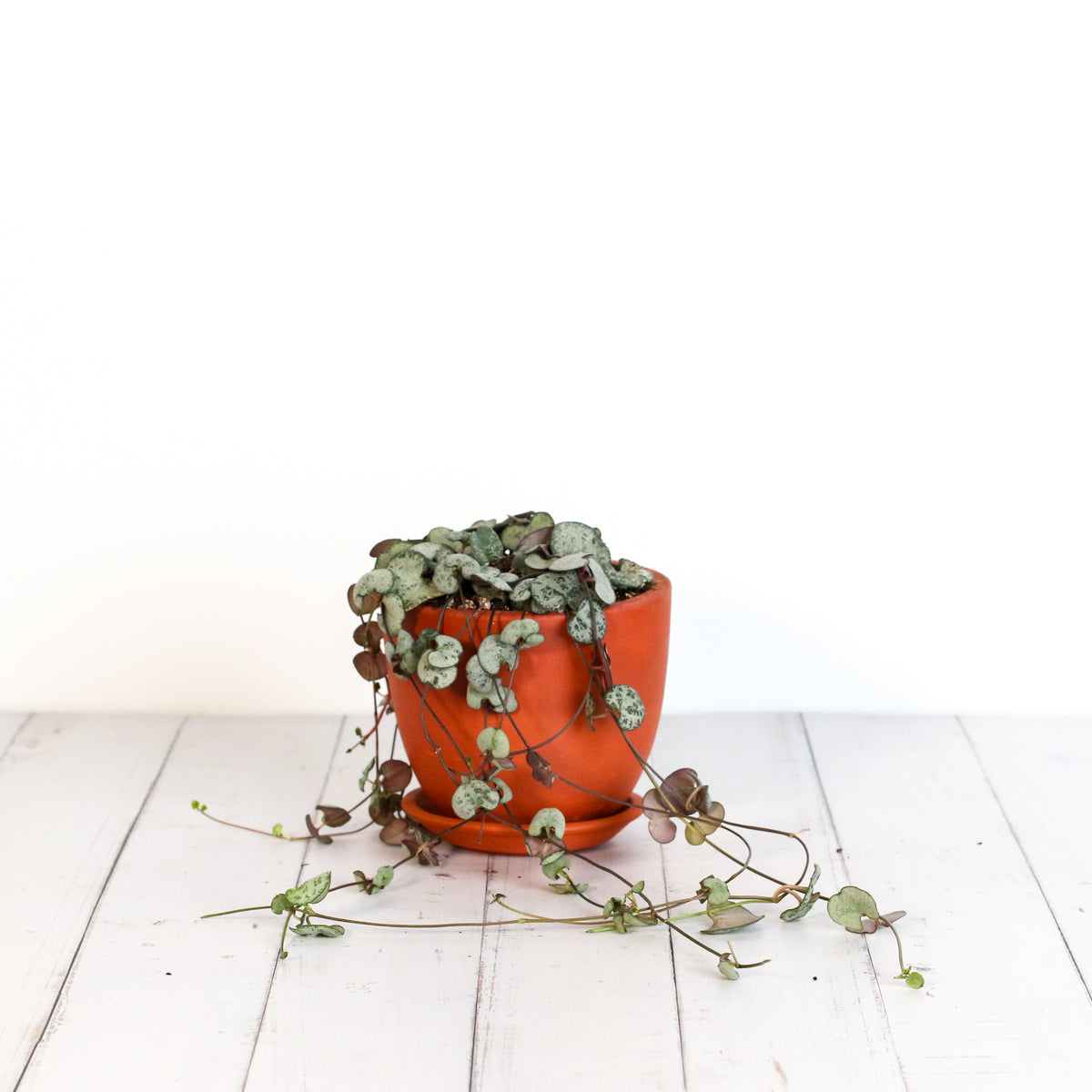 String of Hearts Trailing Plant Succulent