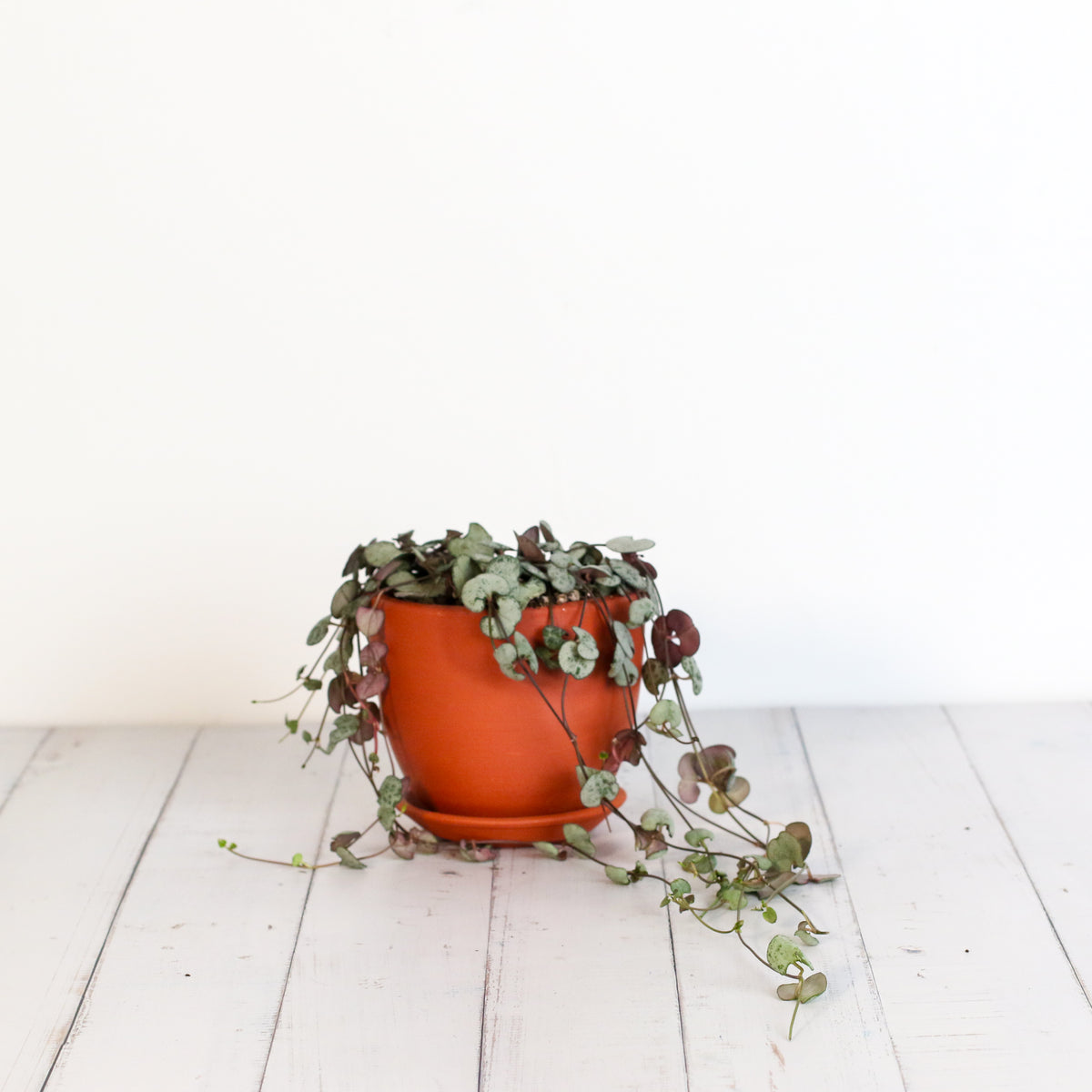 String of Hearts Trailing Plant Succulent