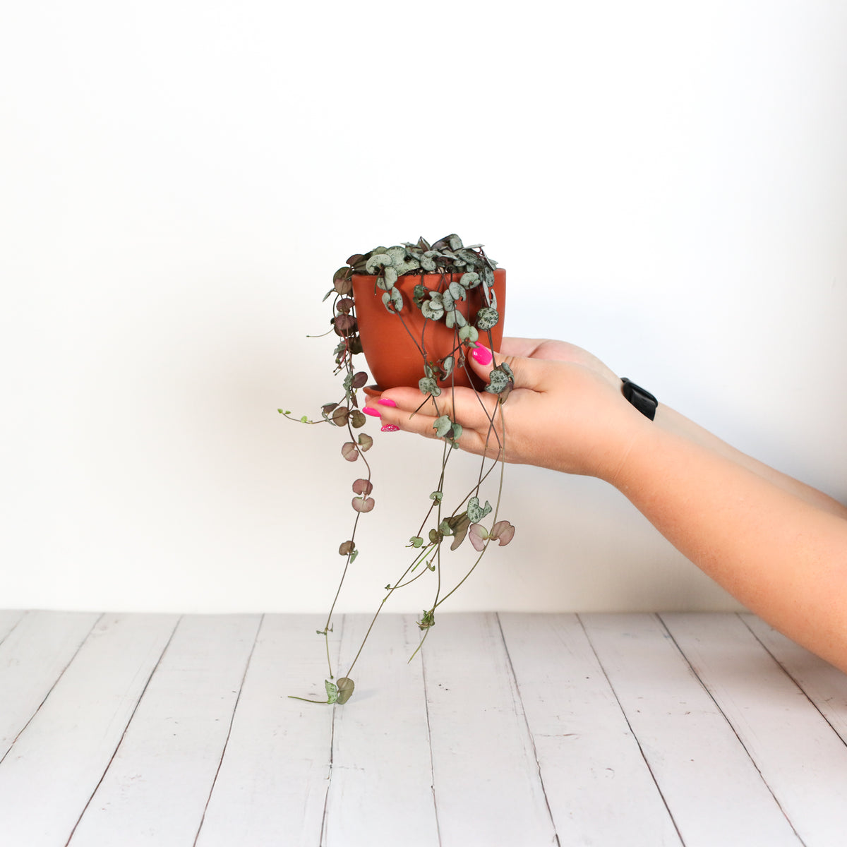 String of Hearts Trailing Plant Succulent
