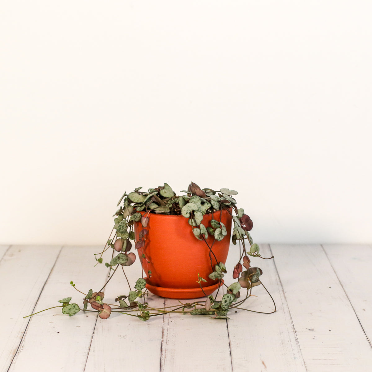 String of Hearts Trailing Plant Succulent