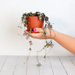 String of Hearts Trailing Plant Succulent