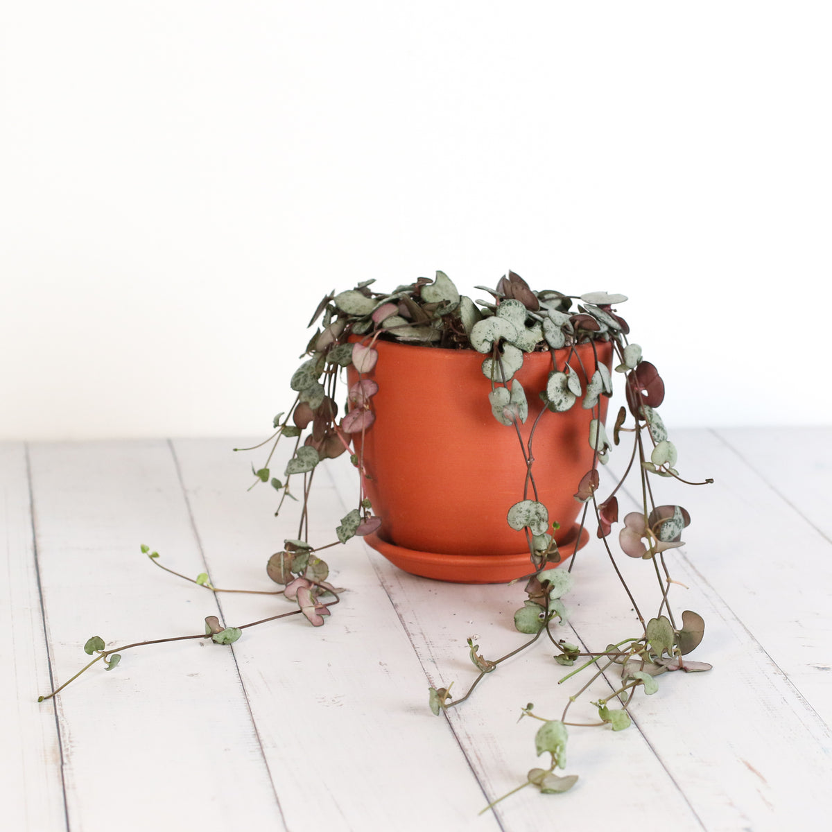 String of Hearts Trailing Plant Succulent