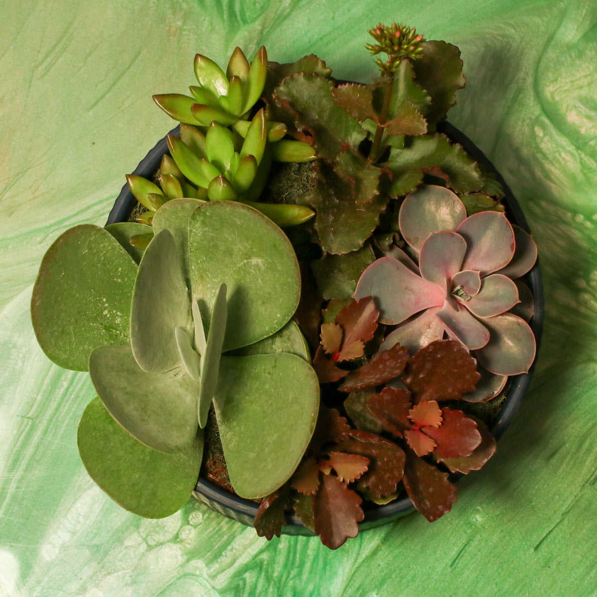 Top View Succulent Arrangement