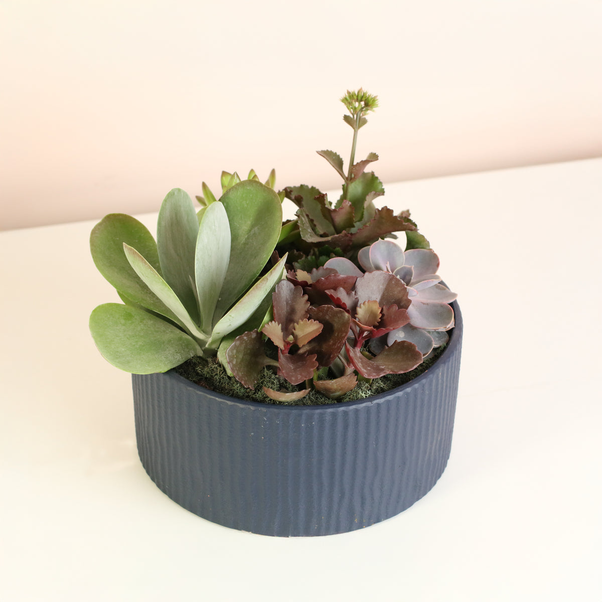 Succulent Arrangement
