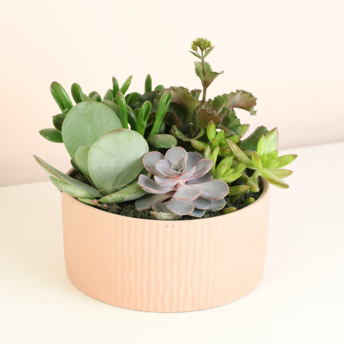 Succulent Arrangement