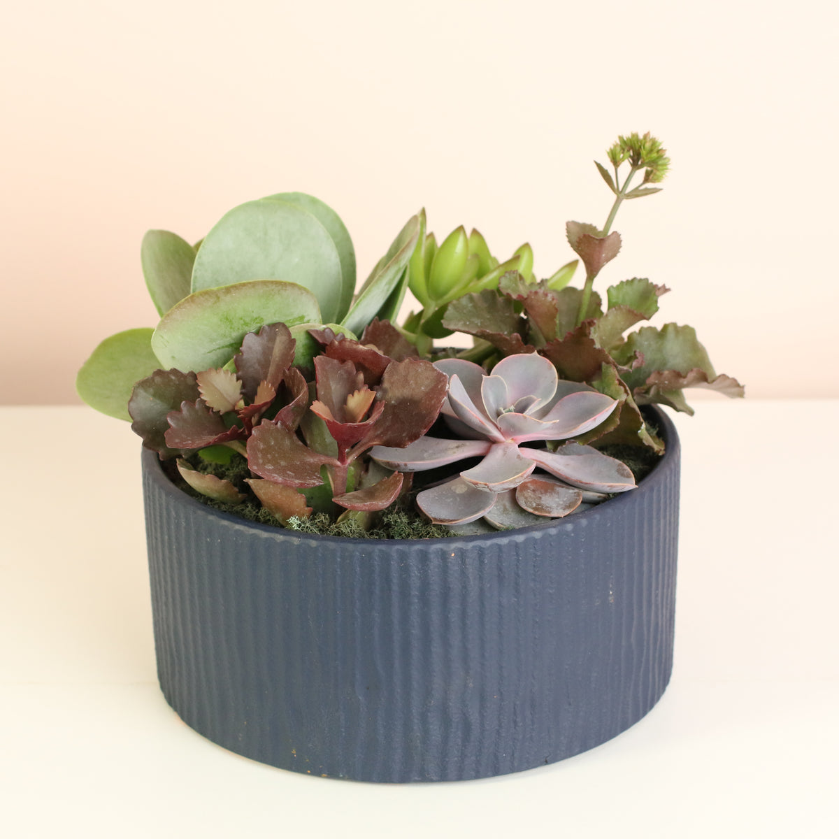 Succulent Arrangement