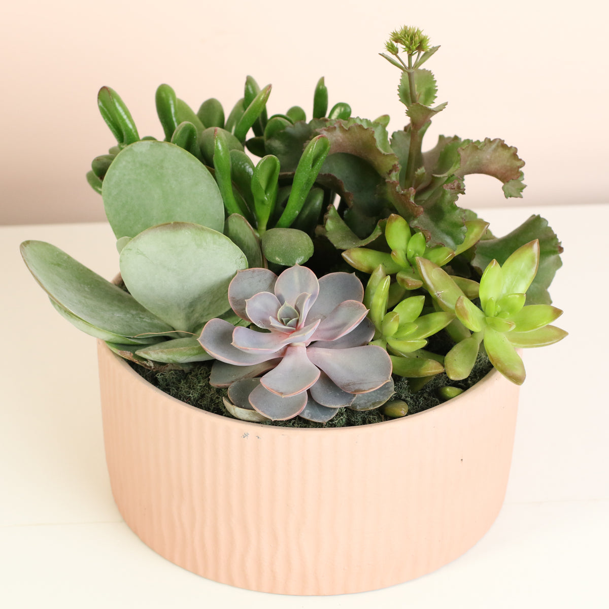 Succulent Arrangement