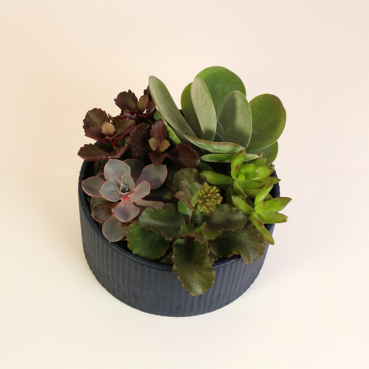 Succulent Arrangement