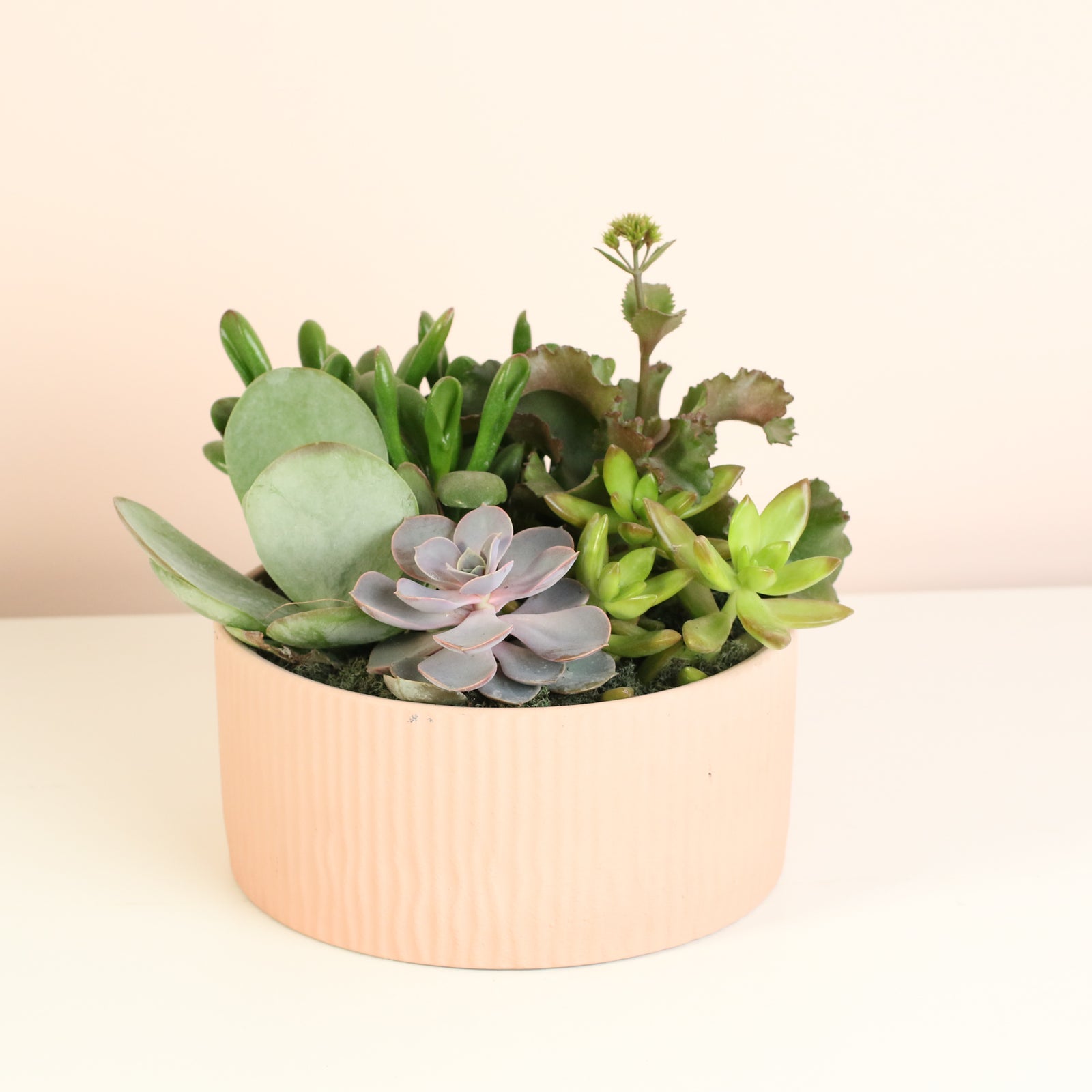 Succulent Arrangement 