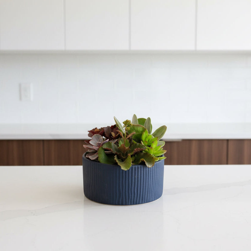 Succulent Arrangement on counter top