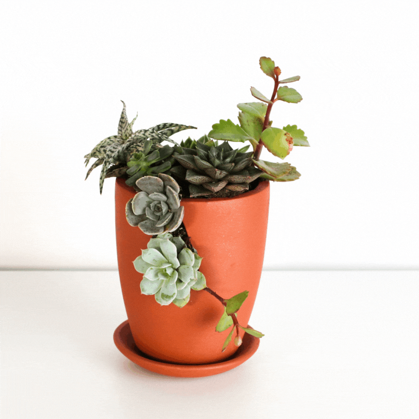Succulent Terracotta Creations DIY Kit