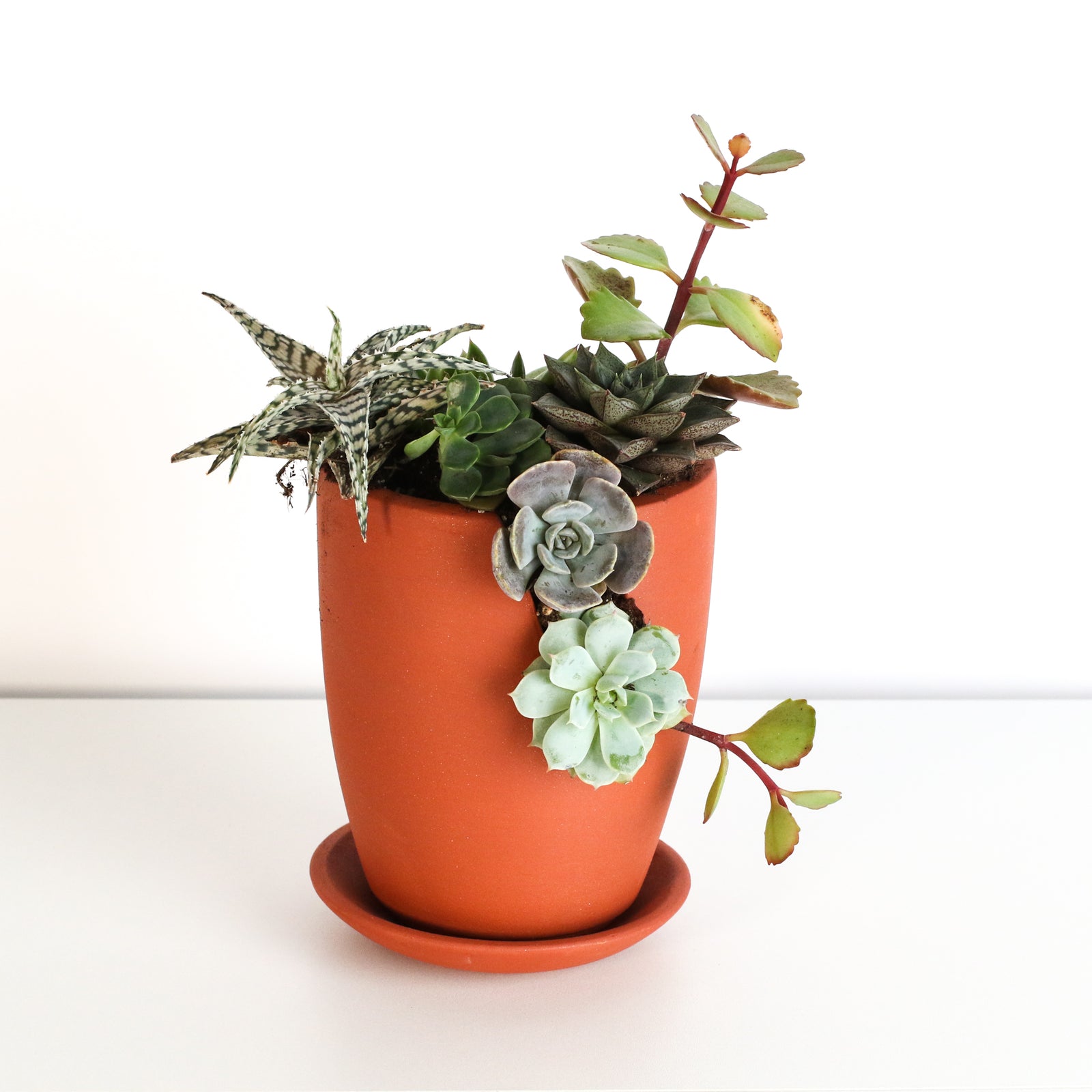 Slit Terracotta Succulent Arrangment DIY Kit