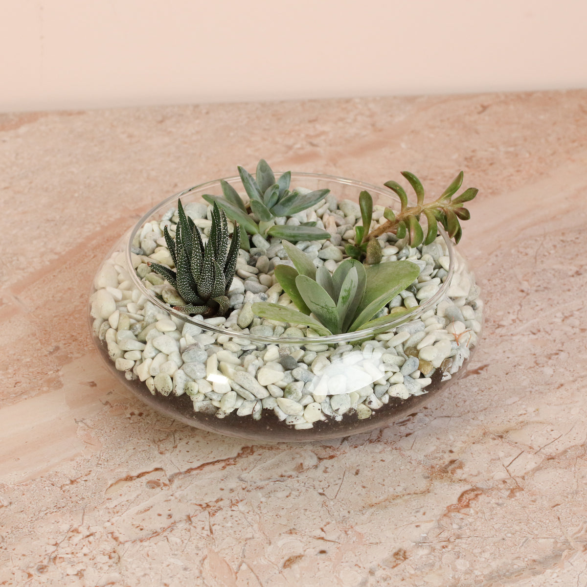Succulent Terrarium