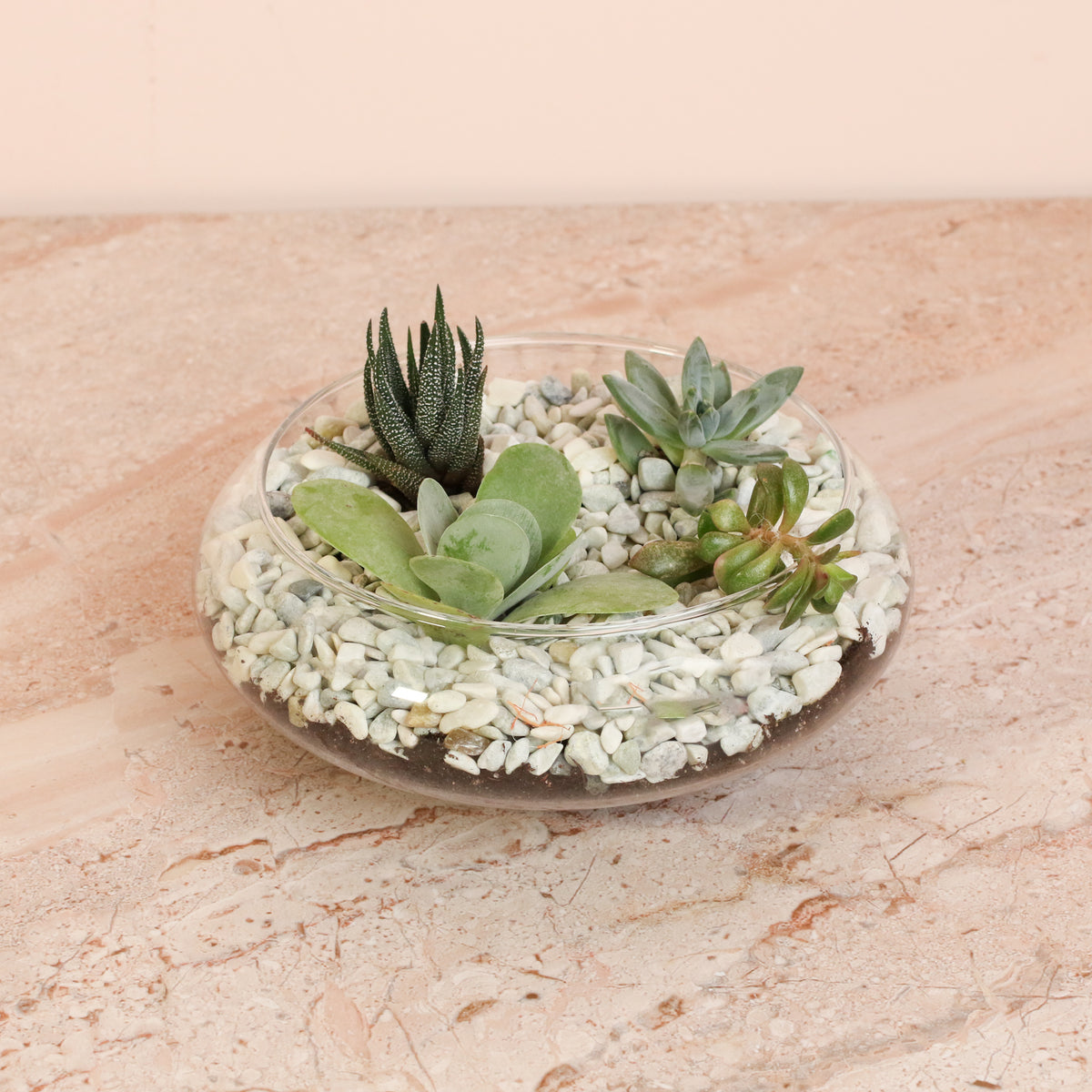 Succulent Terrarium