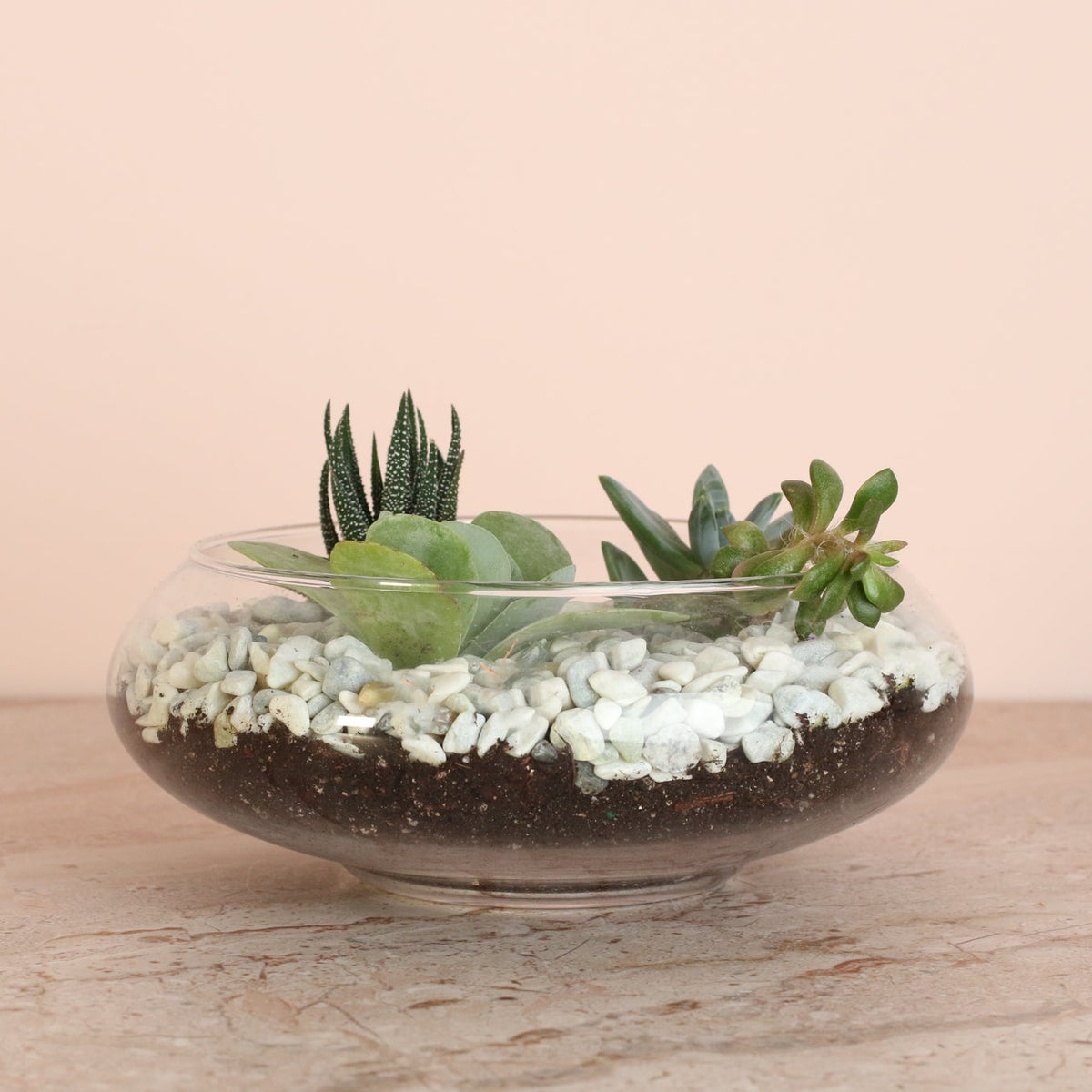 Succulent Terrarium