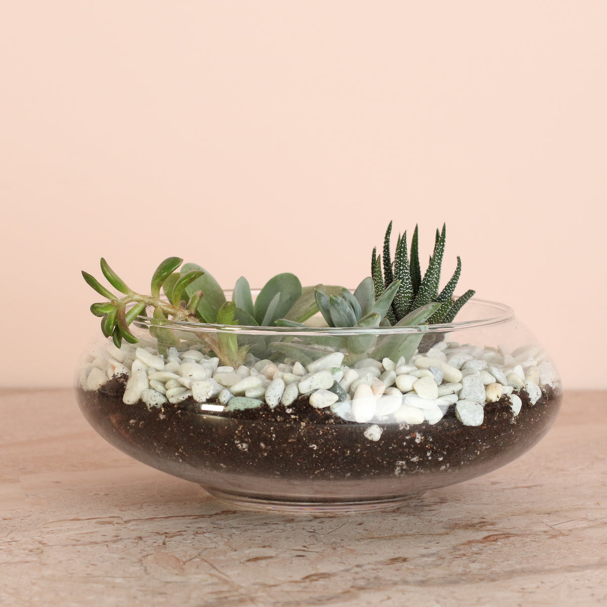 Succulent Terrarium
