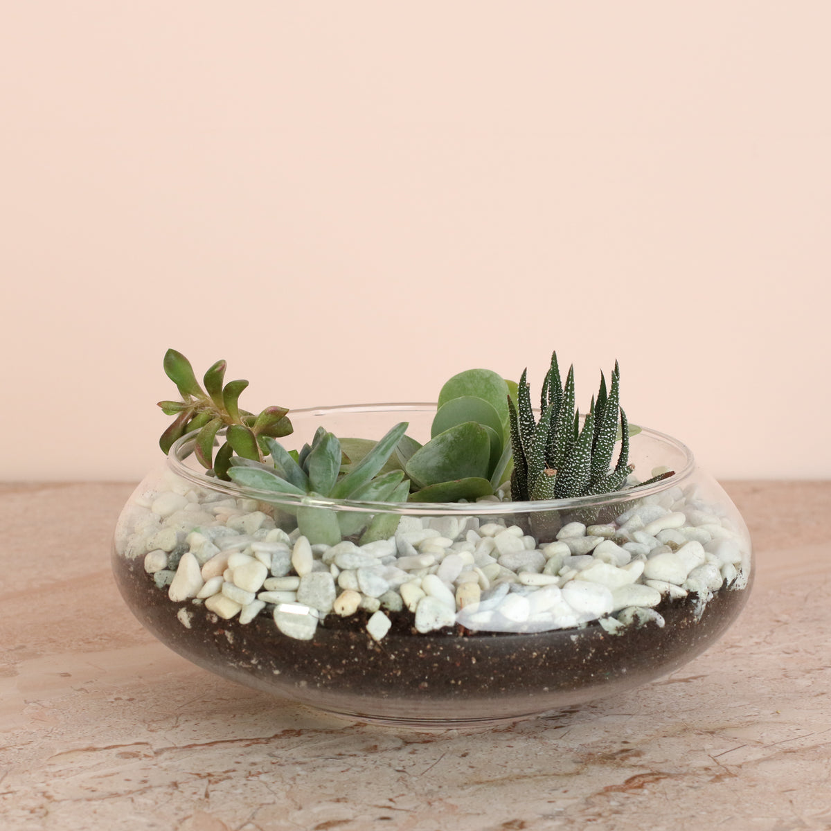 Succulent Terrarium