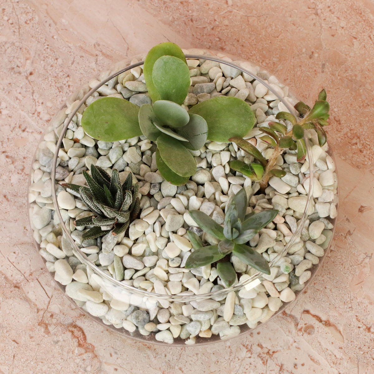 Succulent Terrarium