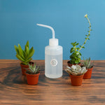 Succulent Bundle 