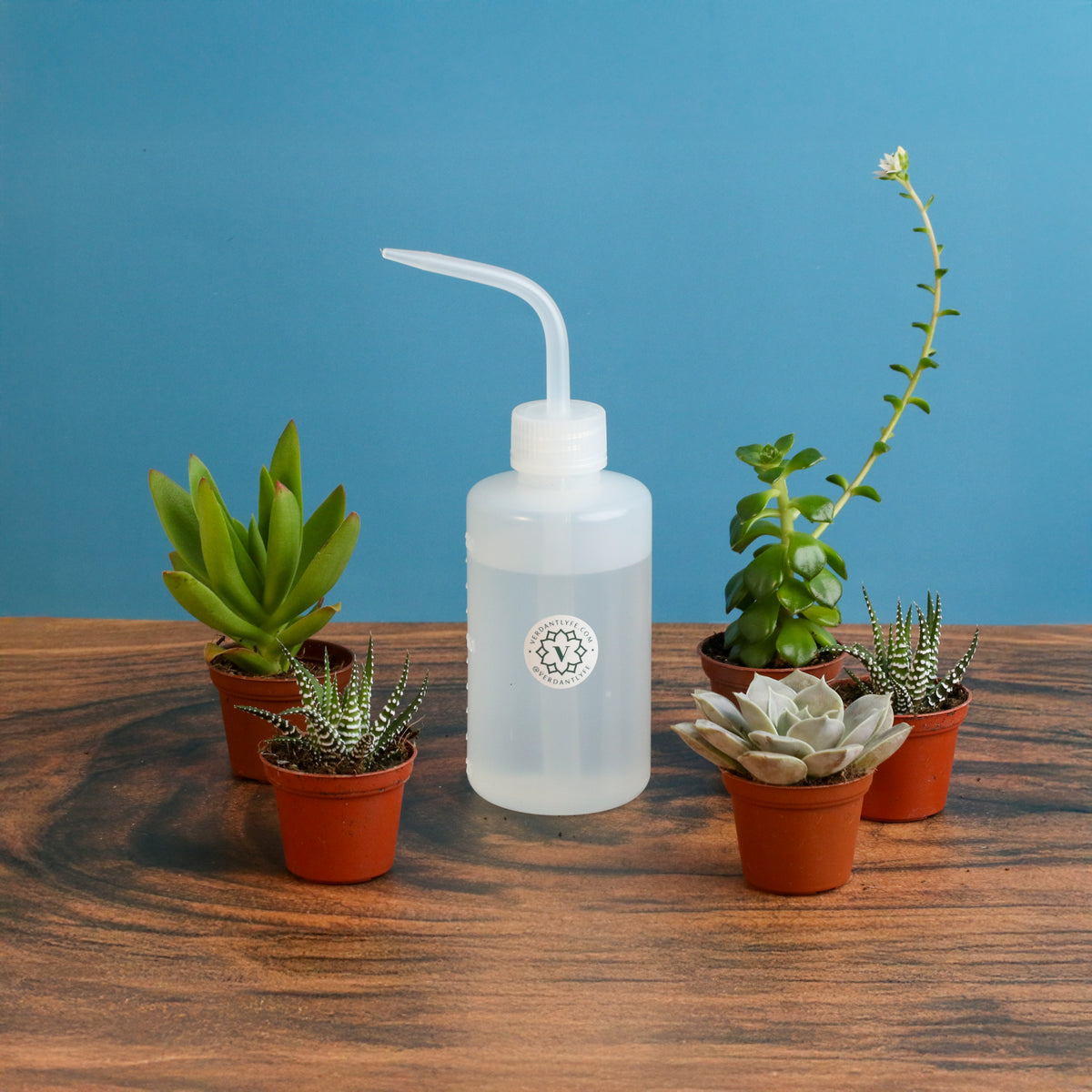 Succulent Bundle 