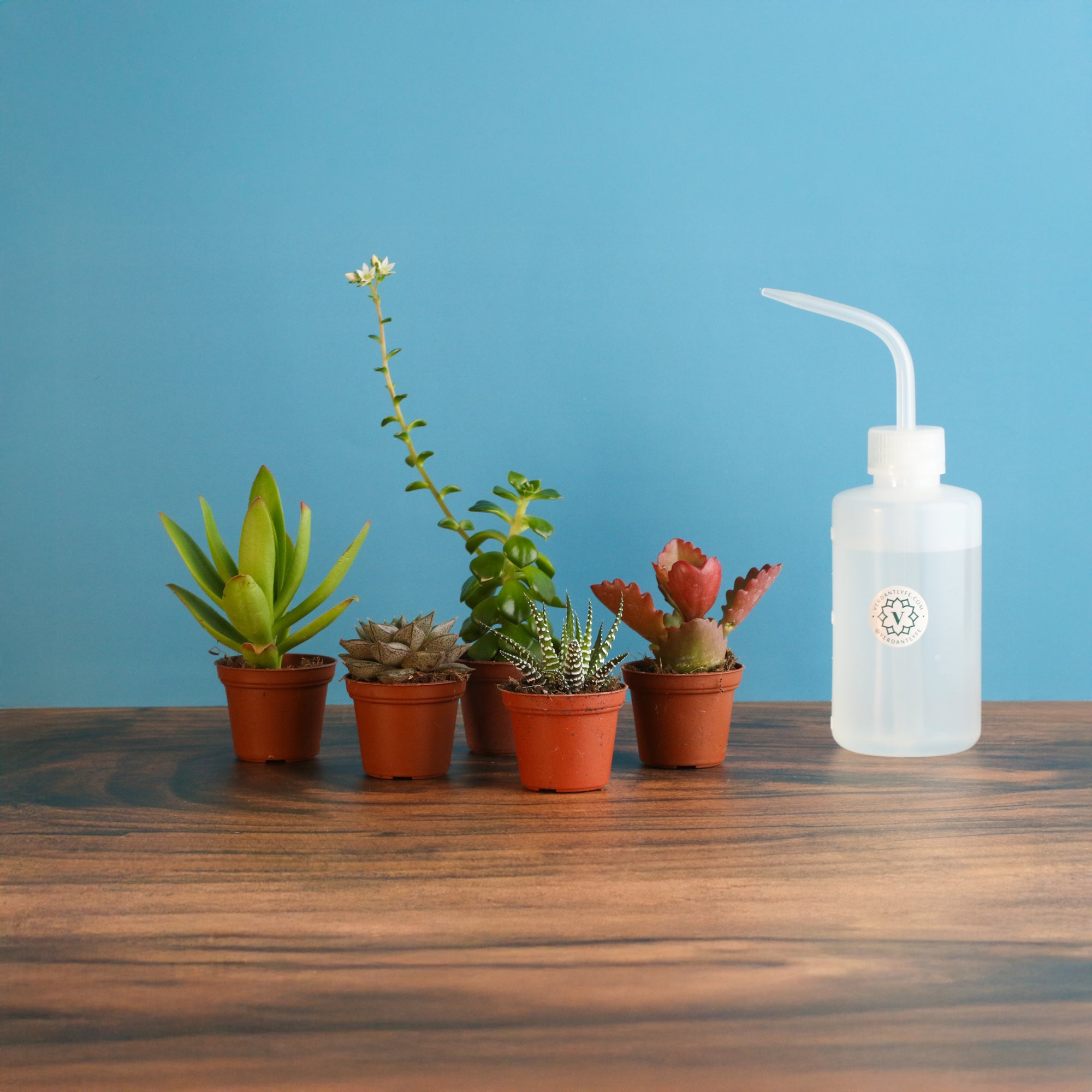 files/SucculentBundle.jpg