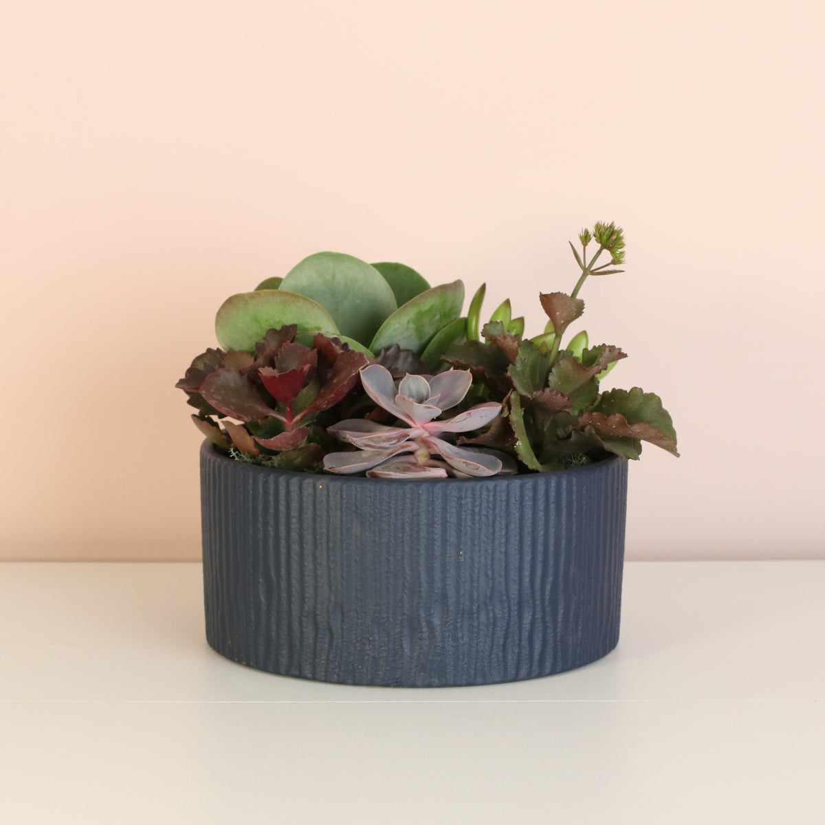 Succulent Arrangement